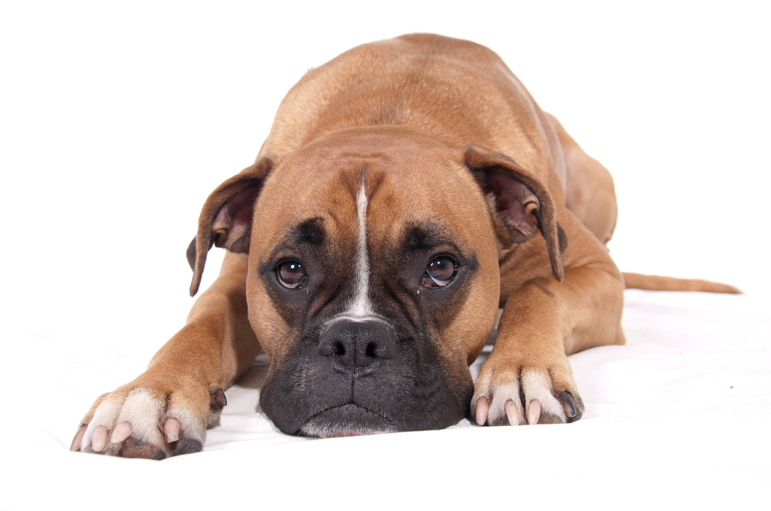 Boxer Dog, brown, white stripe, Full HD Desktop Wallpaper