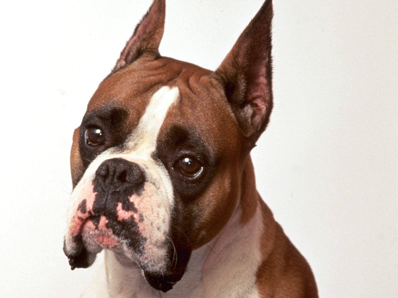 Boxer Dog, brown and white, alert ears, HD Desktop Wallpaper