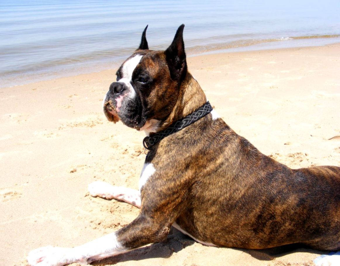 Boxer Dog, beach, sand, SD Desktop Wallpaper