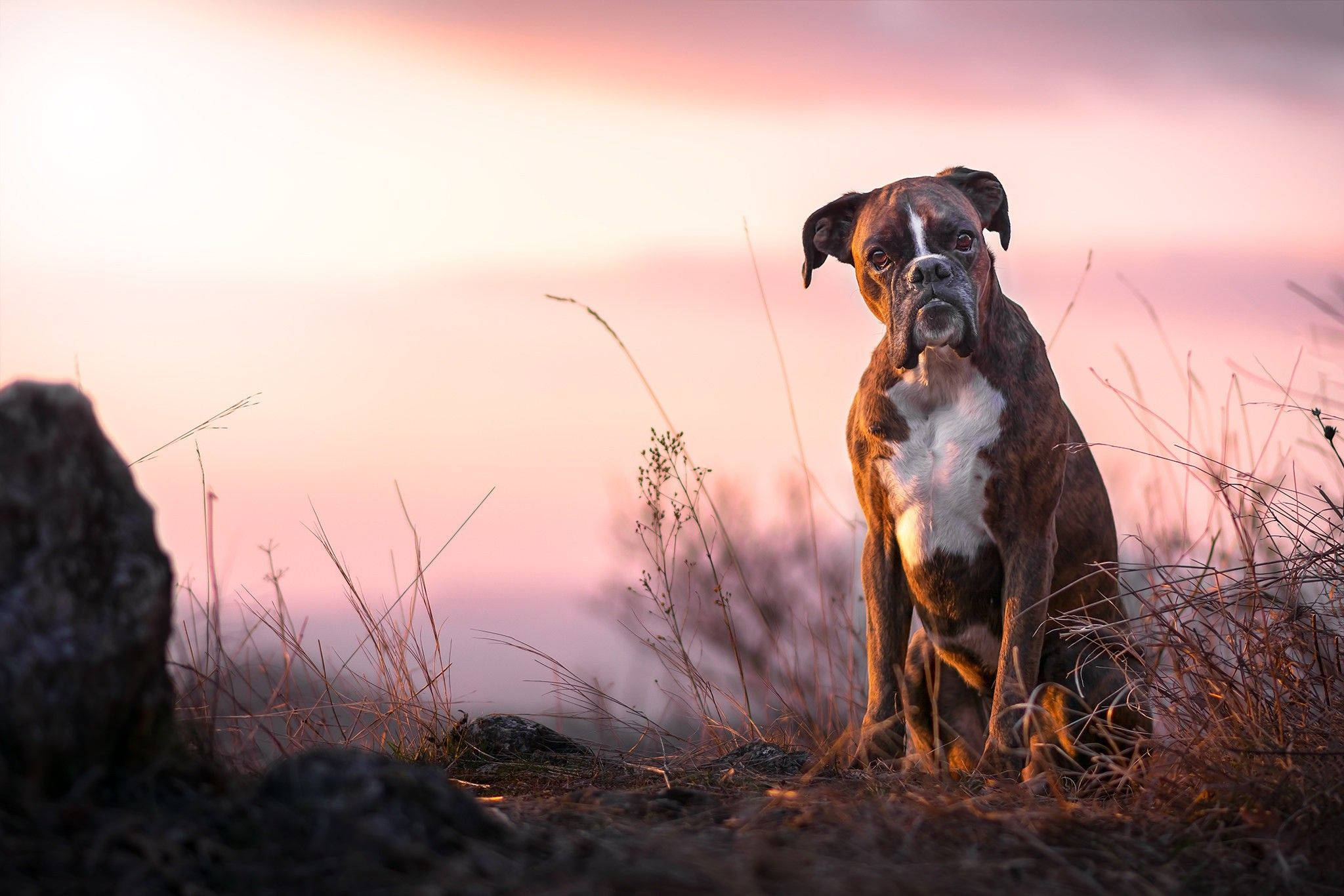 Boxer Dog, brindle and white, tall grass, Full HD Desktop Wallpaper