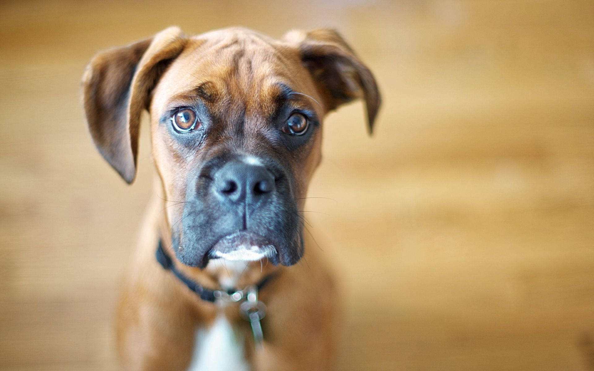 Boxer Dog, brown, wooden, Full HD Desktop Wallpaper
