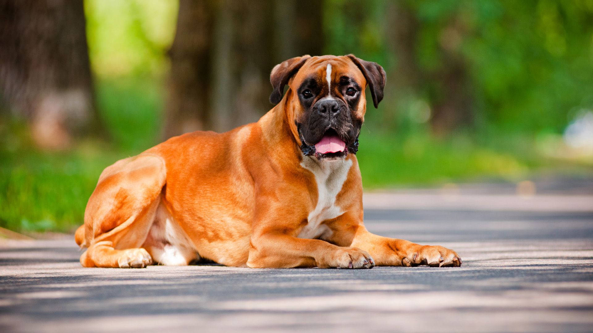 Boxer Dog, fawn, white chest, Full HD Desktop Wallpaper