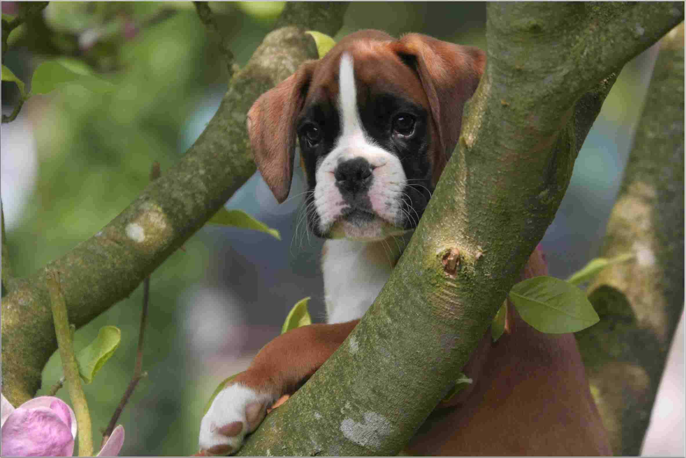 Boxer Dog, young tree, brown and white, Full HD Desktop Wallpaper