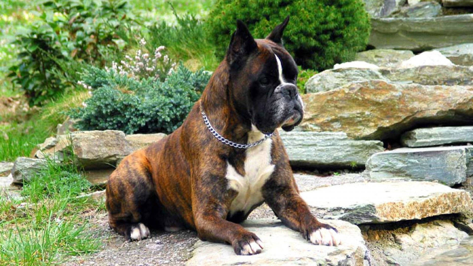 Boxer Dog, brindle, white markings, Full HD Desktop Wallpaper