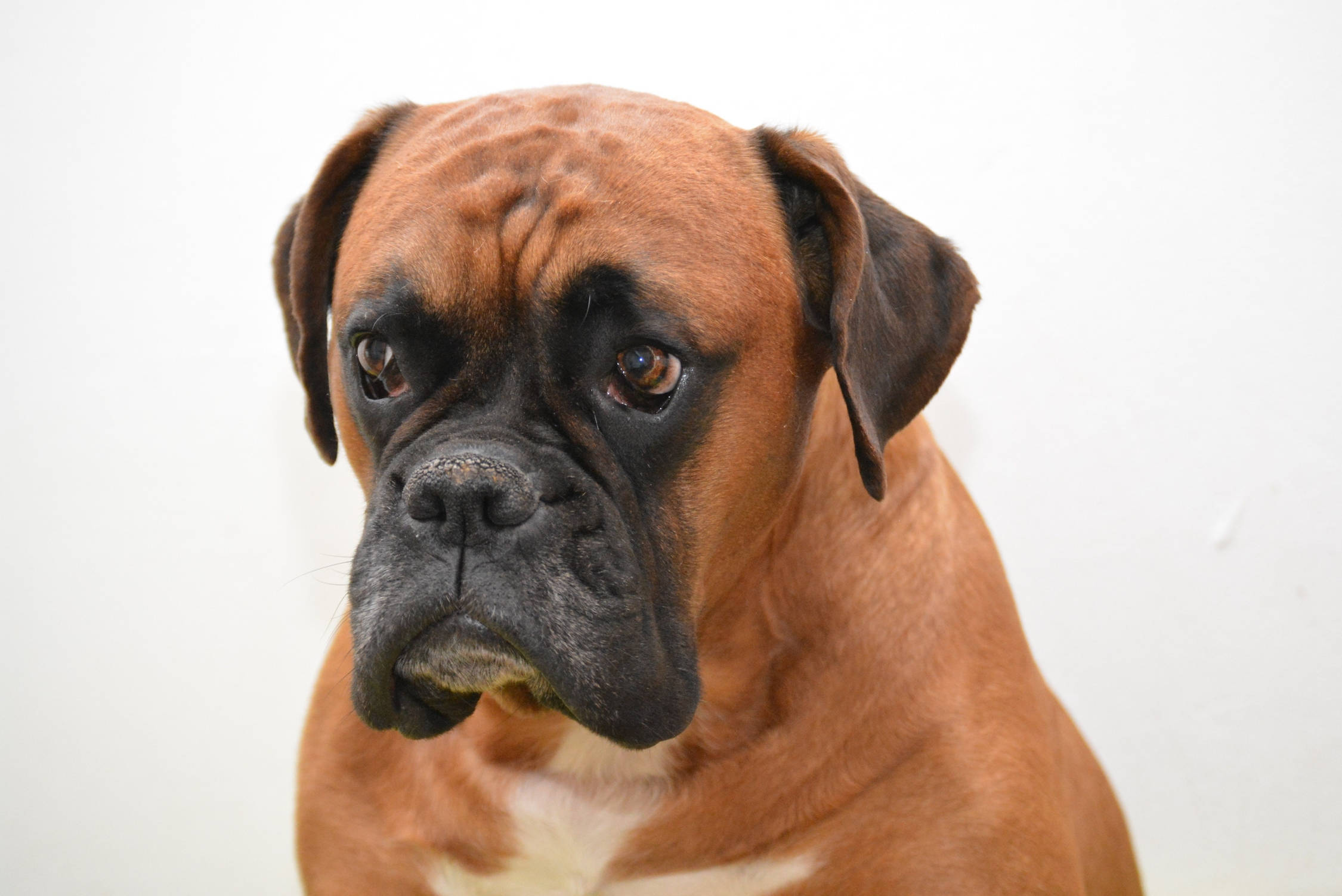 Boxer Dog, brindle, black muzzle, Full HD Desktop Wallpaper