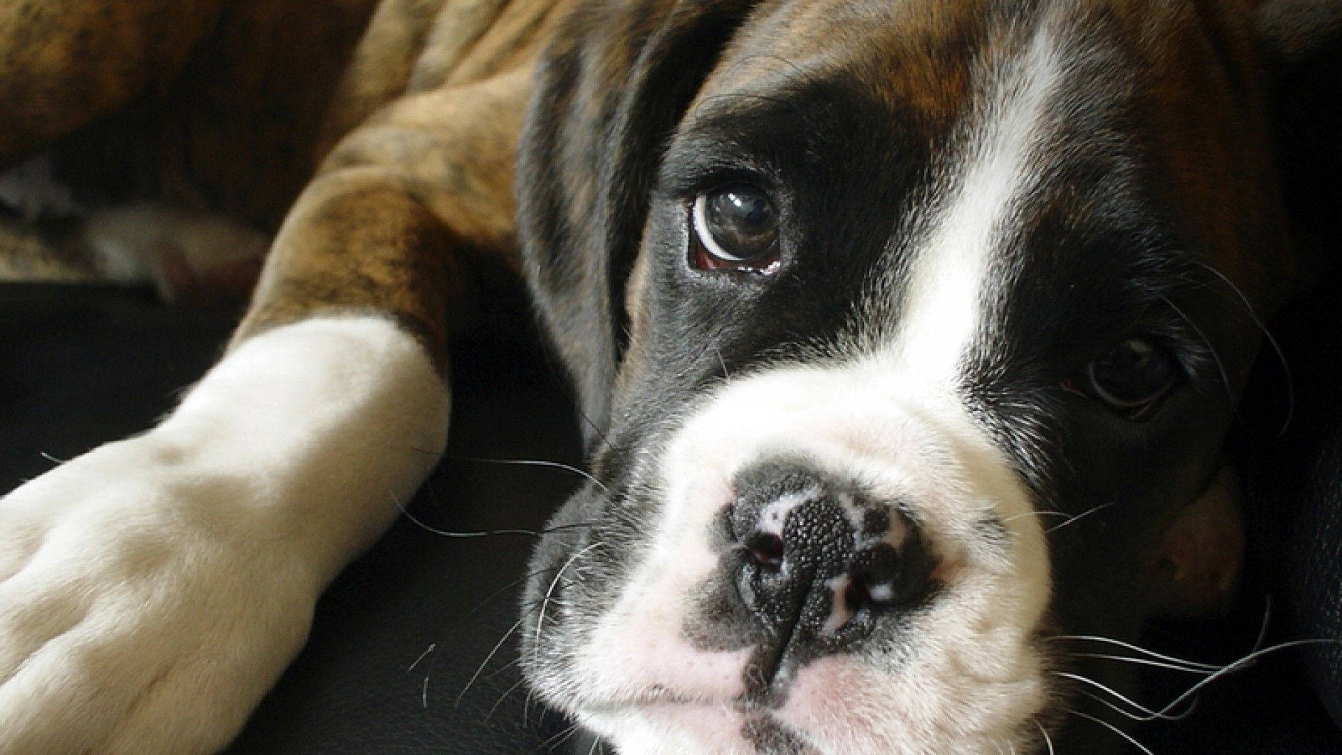 Boxer Dog, white snout, brindle and white, Full HD Desktop Wallpaper