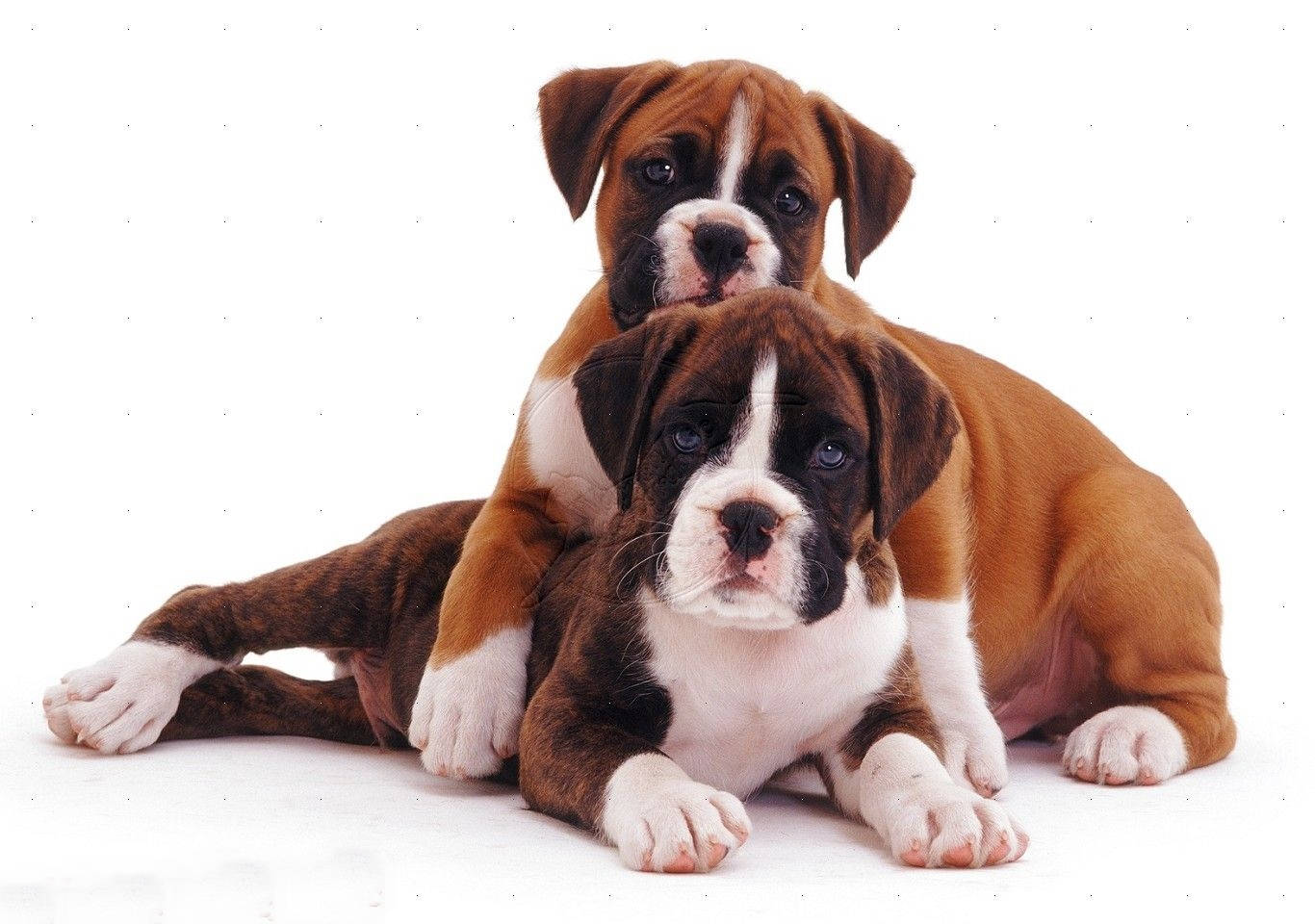 Boxer Dog, brindle, white coats, HD Desktop Wallpaper