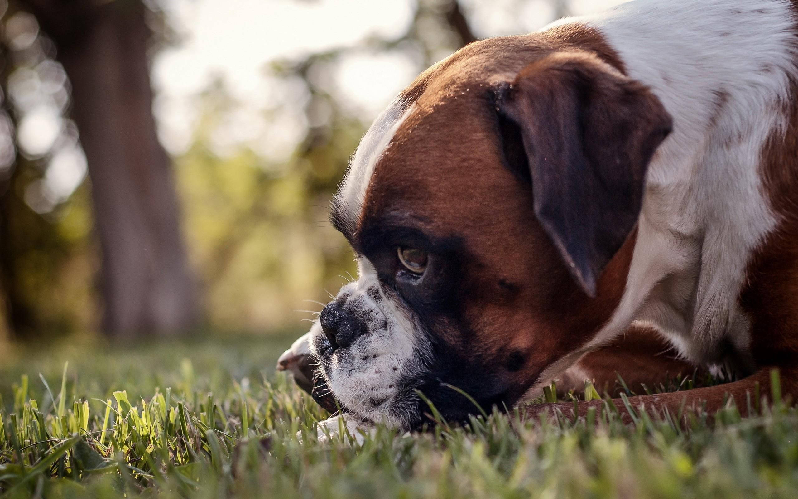 Boxer Dog, brown and white, vibrant green grass, 2K Desktop Wallpaper