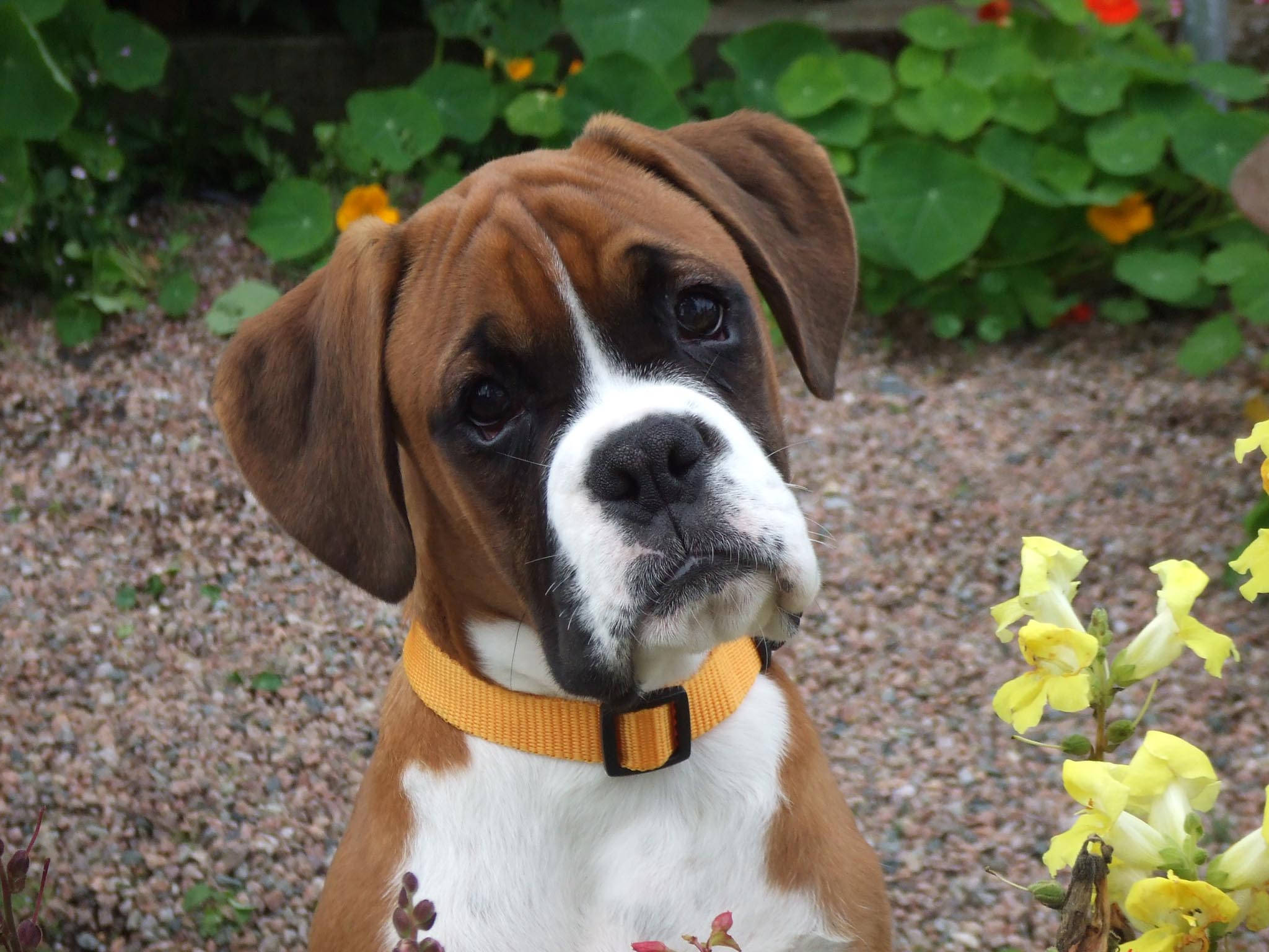 Boxer Dog, brown and white, big soulful eyes, Full HD Desktop Wallpaper