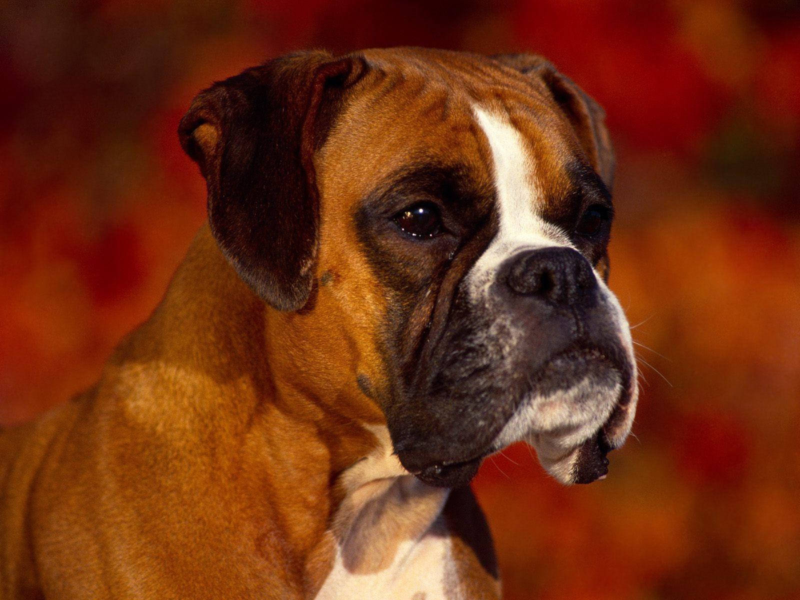 brindle and white boxer dog, soulful eyes, warm autumnal blurred background, HD Desktop Wallpaper