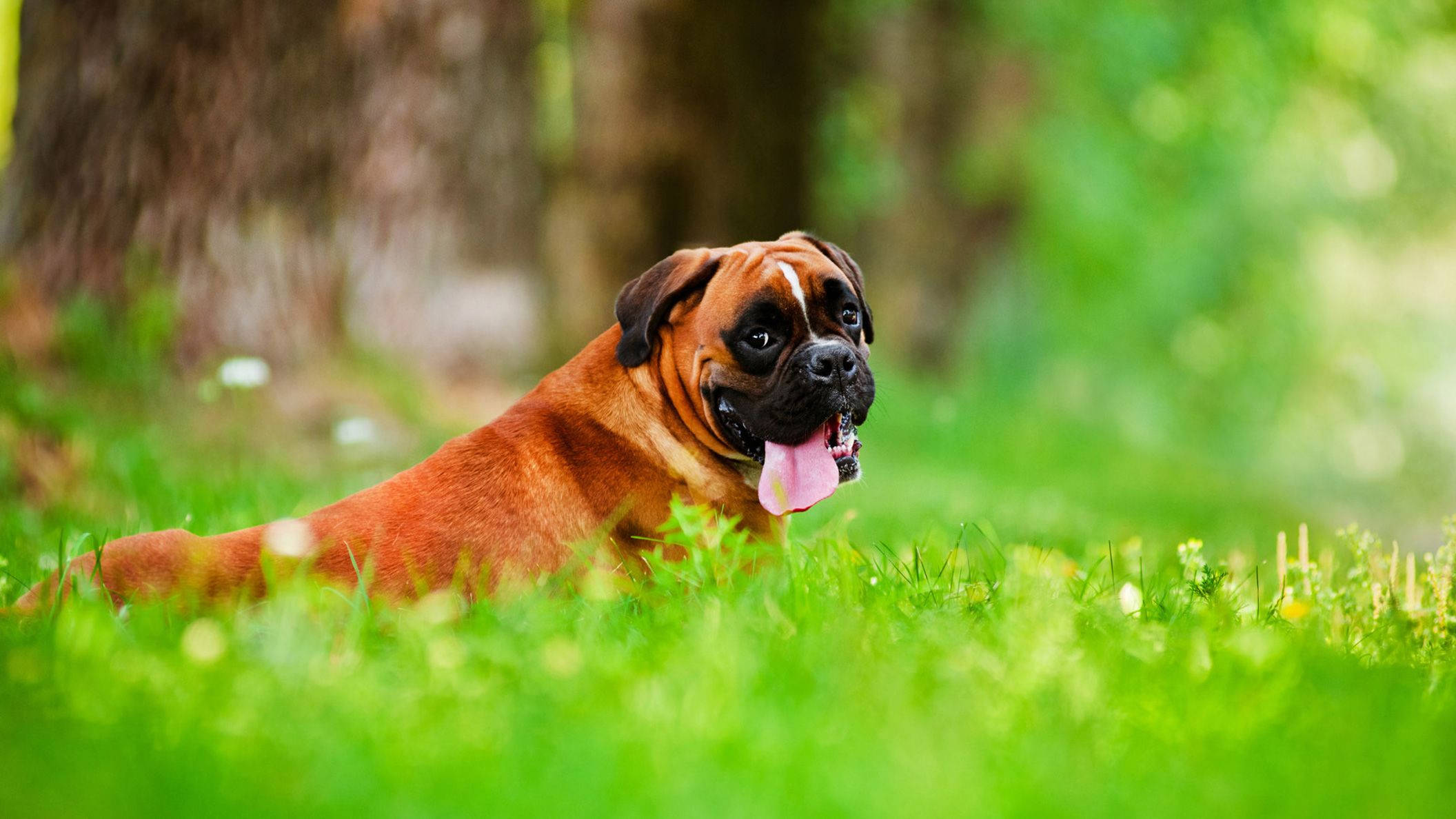 Boxer Dog, brown, pink tongue, Full HD Desktop Wallpaper