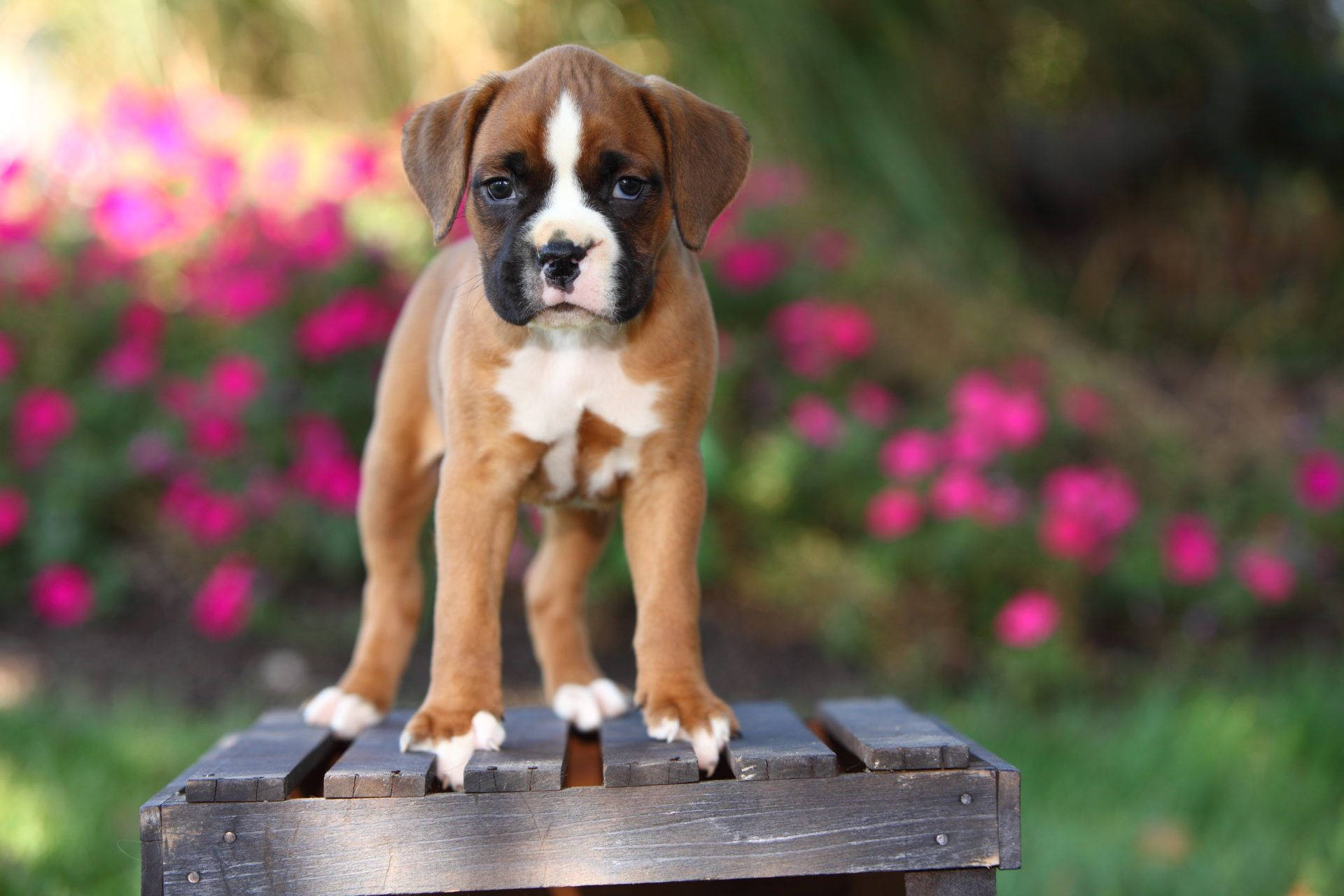 Boxer Dog, brown and white, weathered wooden bench, Full HD Desktop Wallpaper