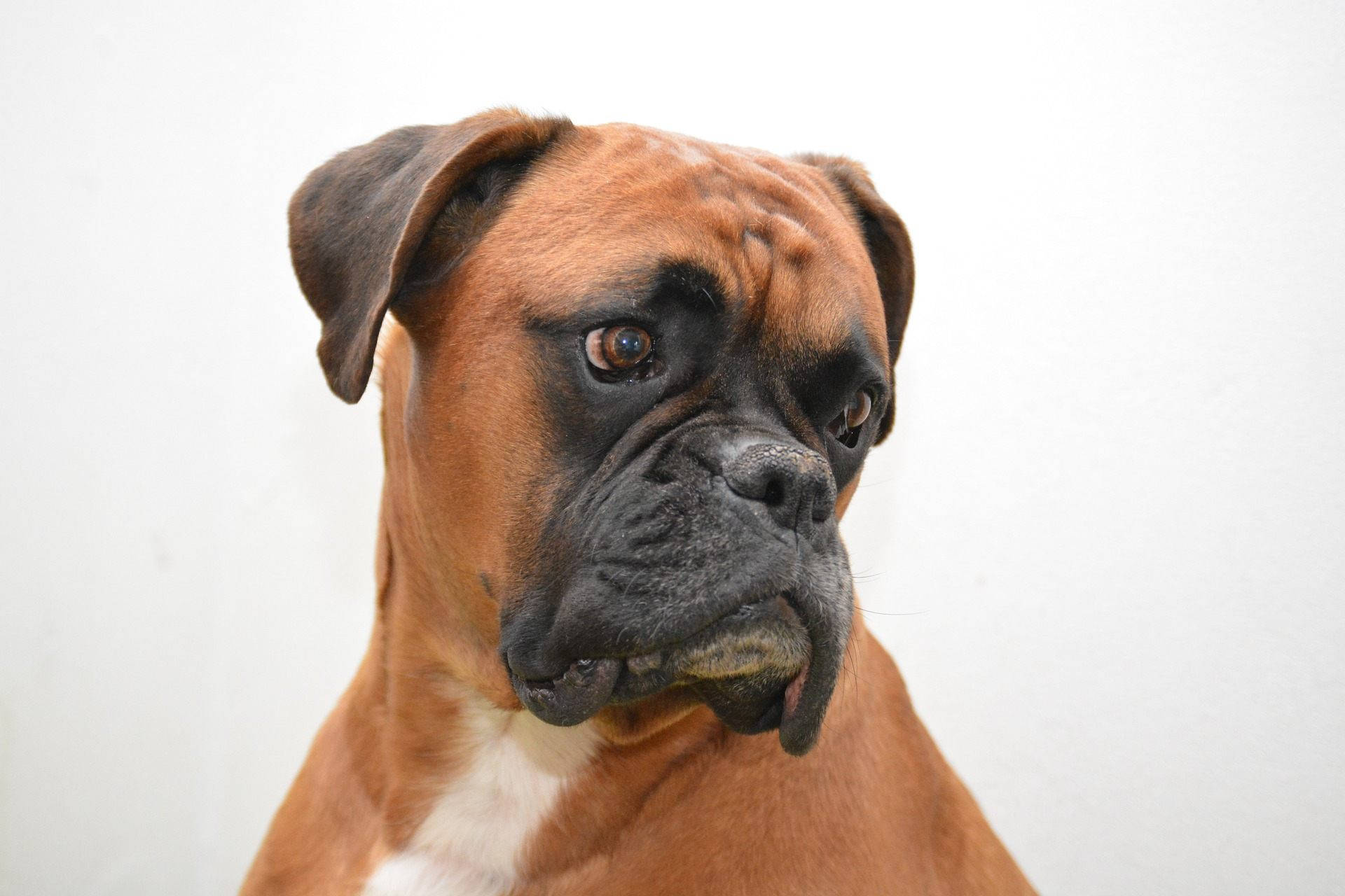 Boxer Dog, brindle, black muzzle, Full HD Desktop Wallpaper