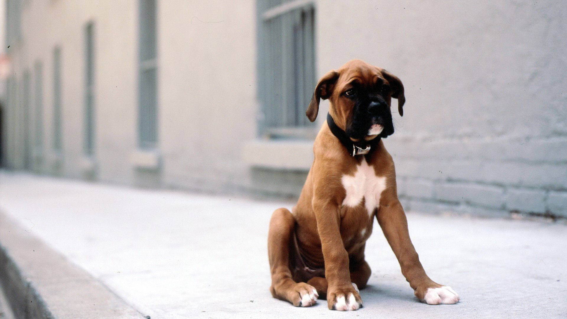 Boxer Dog, young, white, Full HD Desktop Wallpaper