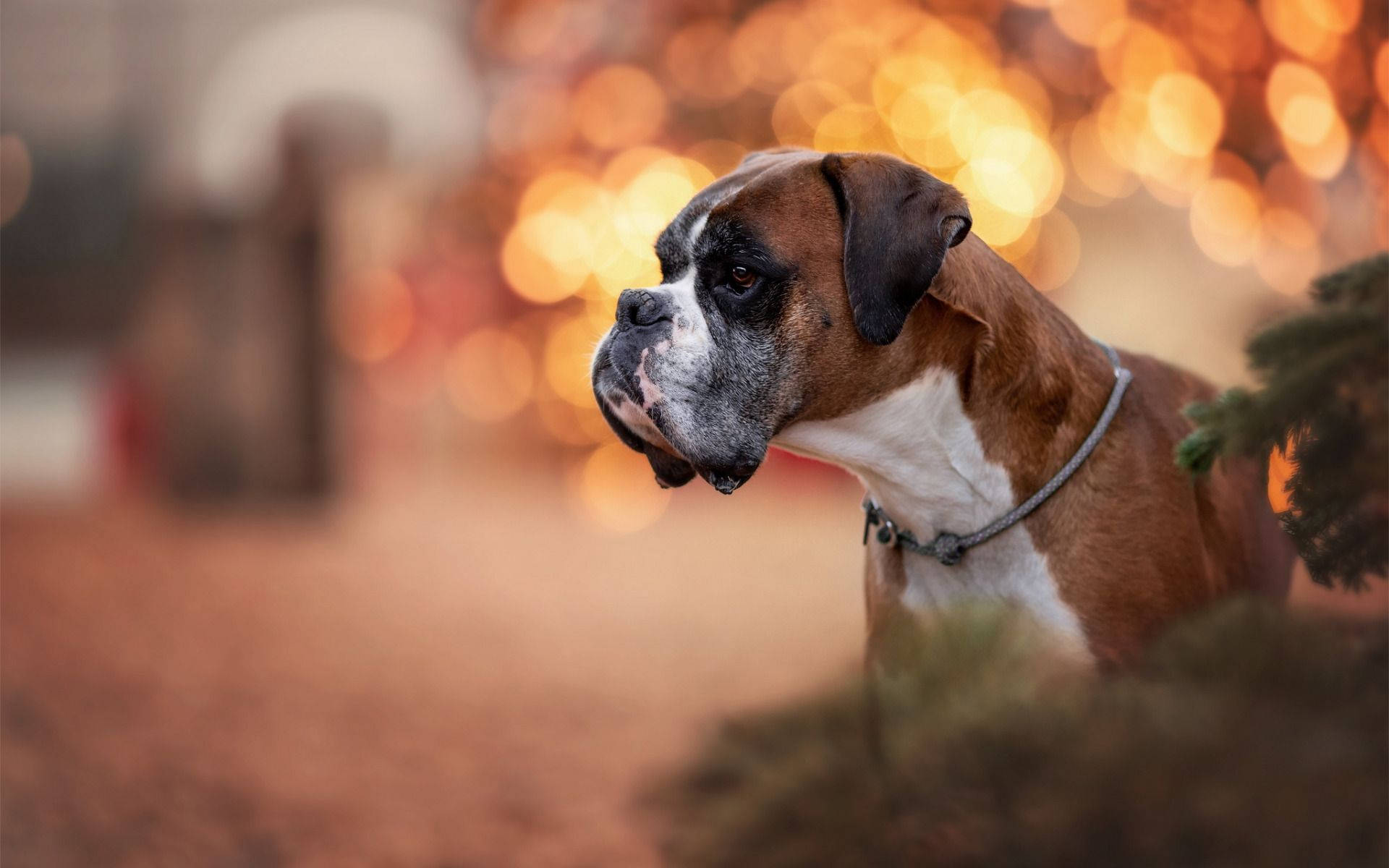 Boxer Dog, brown and white, bokeh background, Full HD Desktop Wallpaper