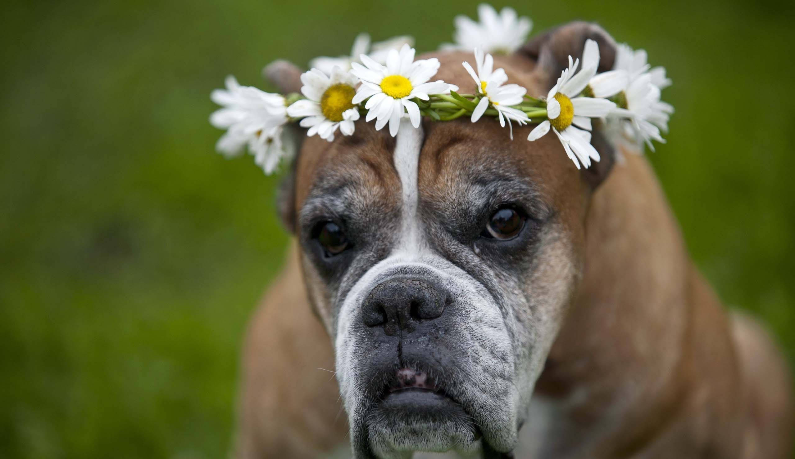 Boxer Dog, daisy crown, brown, 2K Desktop Wallpaper