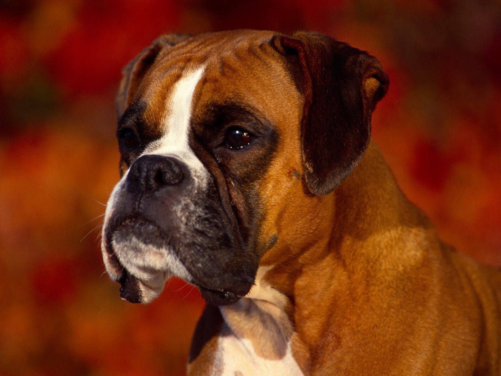 Boxer Dog, brindle and white, soulful eyes, HD Desktop Wallpaper