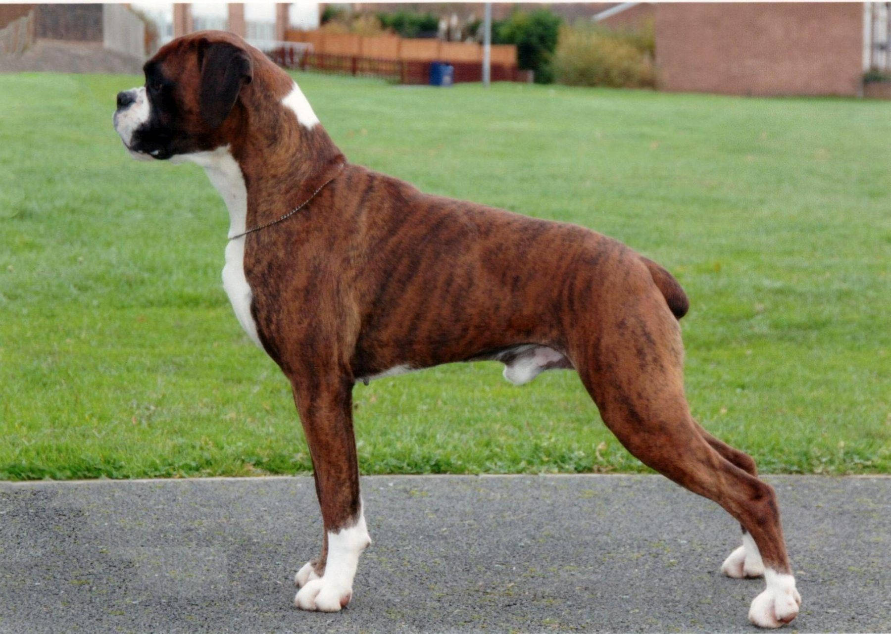 Boxer Dog, brindle and white, paved path, HD Desktop Wallpaper