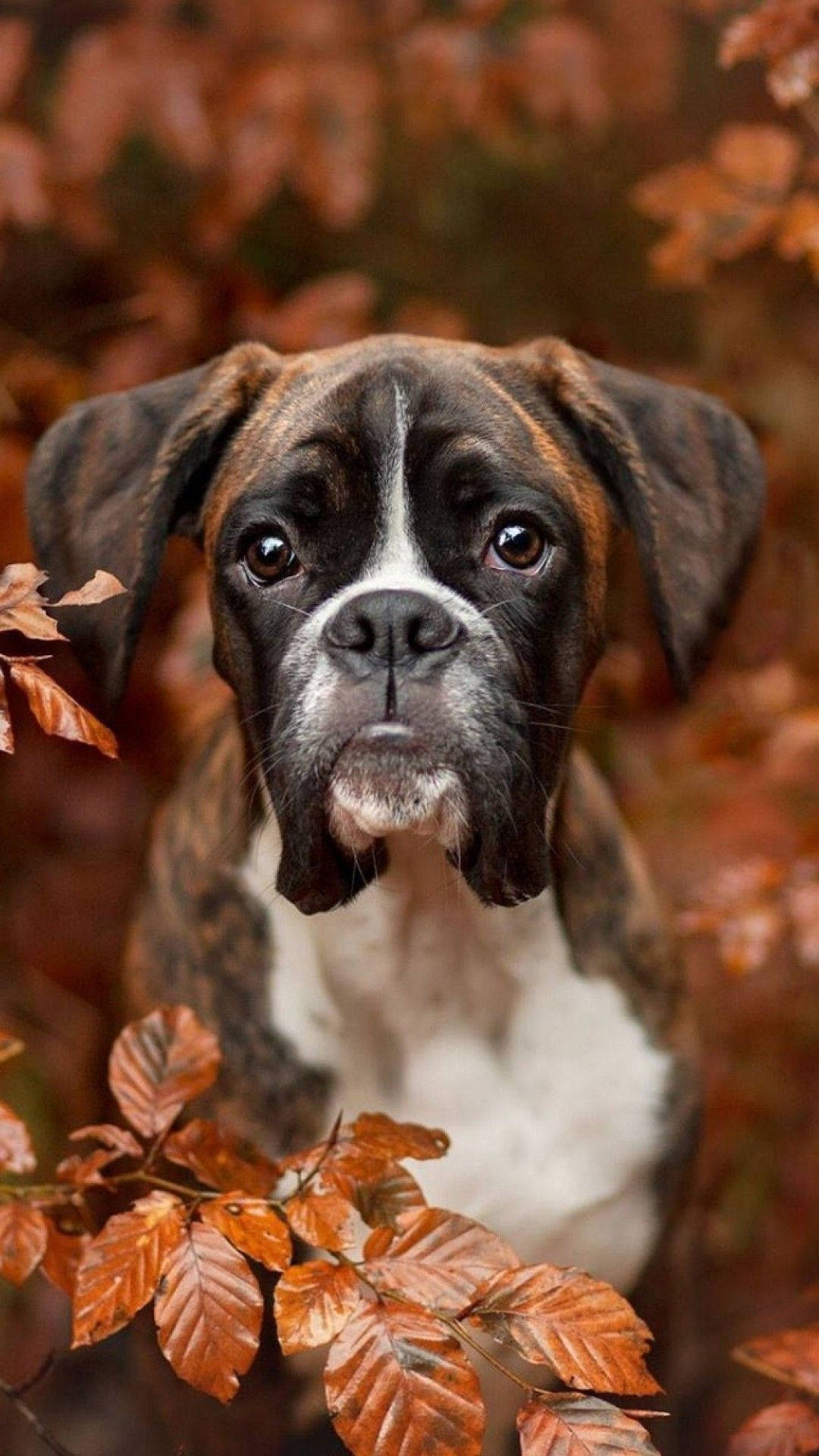 Boxer Dog, brindle and white, autumn leaves, Full HD Phone Wallpaper