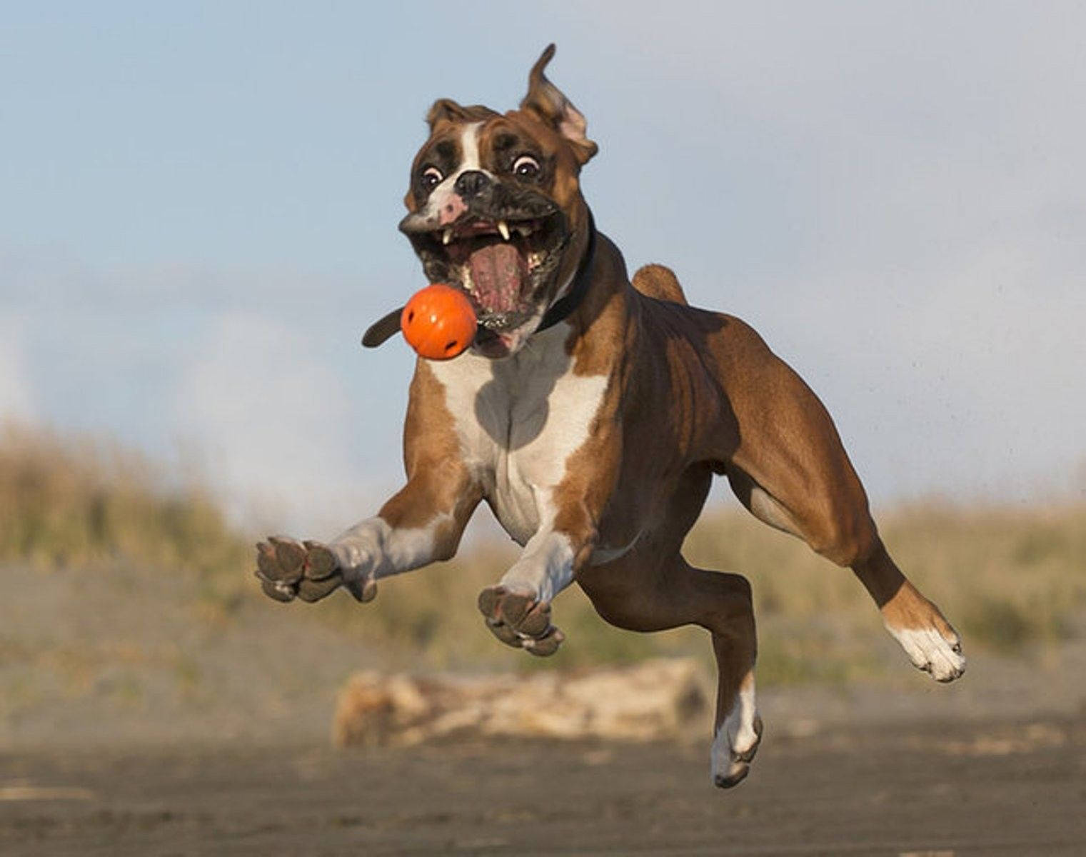 Boxer Dog, brown and white, orange ball, HD Desktop Wallpaper