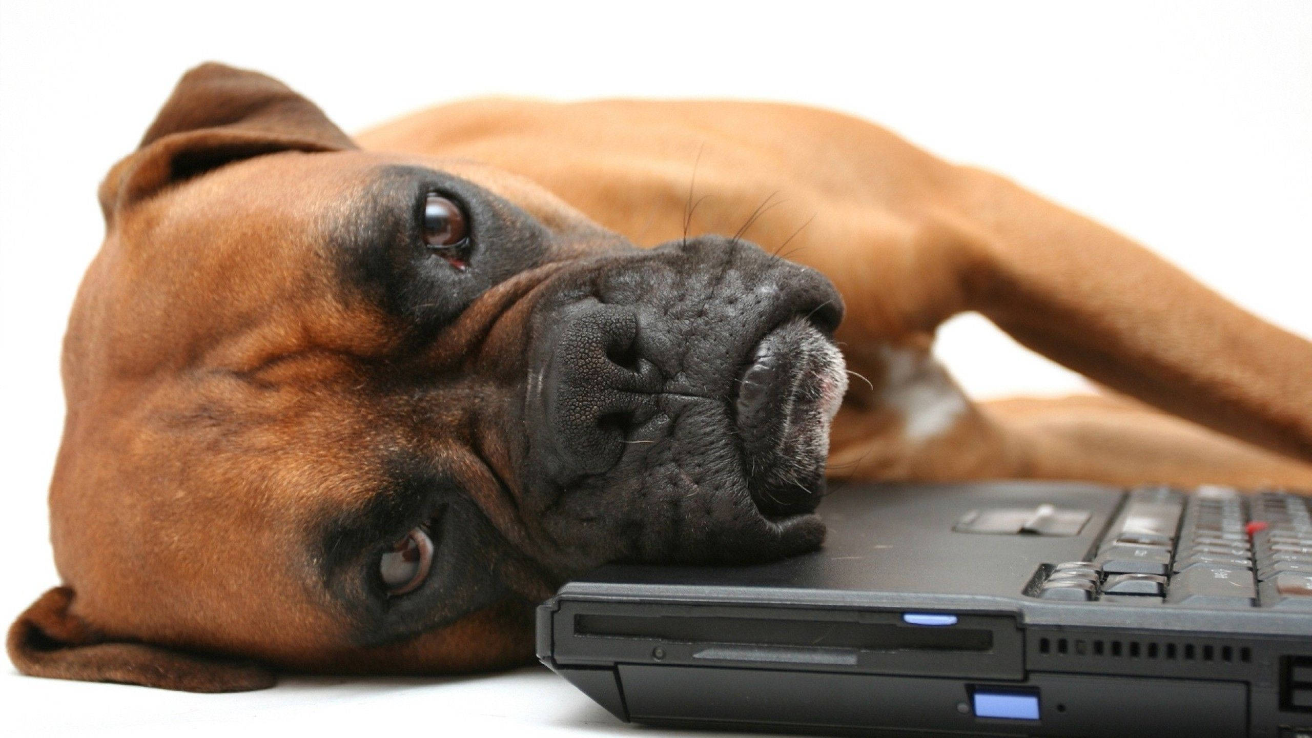 Boxer Dog, laptop keyboard, brown, 2K Desktop Wallpaper