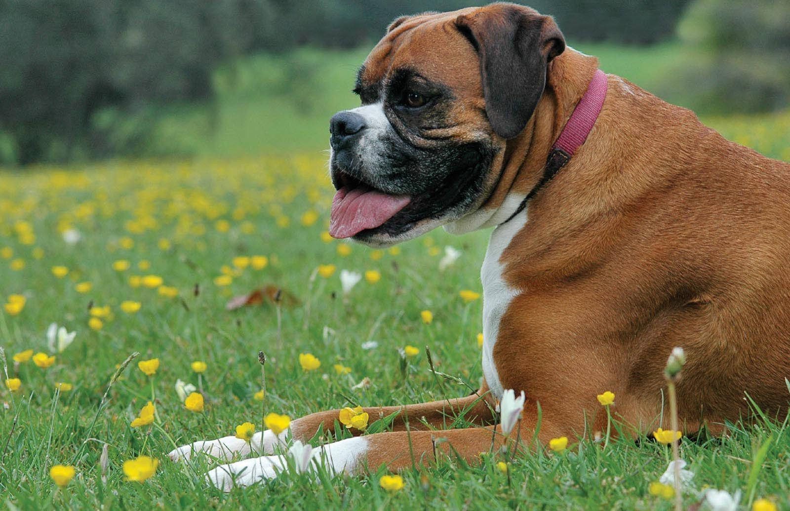Boxer Dog, meadow, yellow flowers, HD Desktop Wallpaper