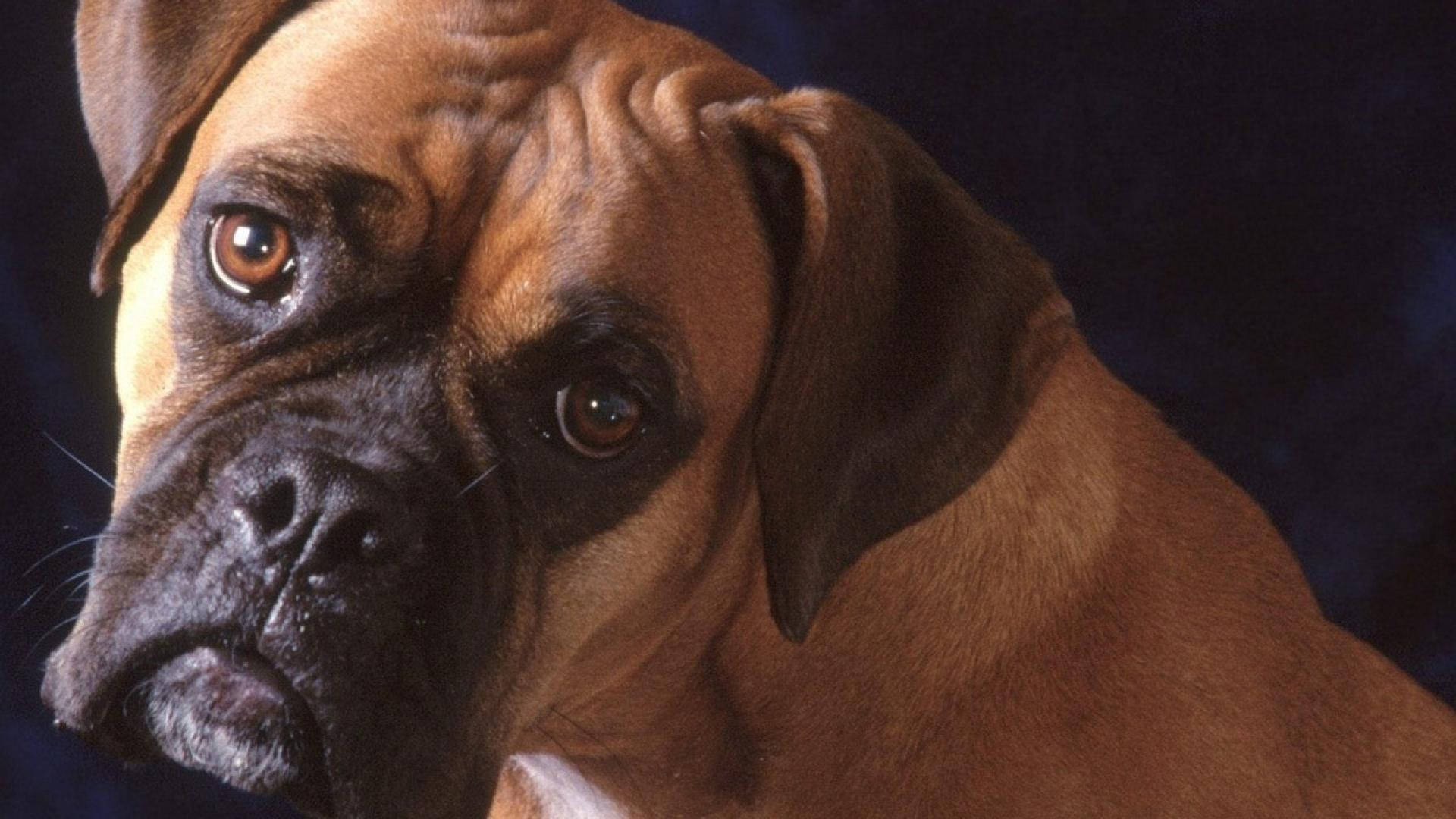 Boxer Dog, fawn and black, soulful brown eyes, Full HD Desktop Wallpaper
