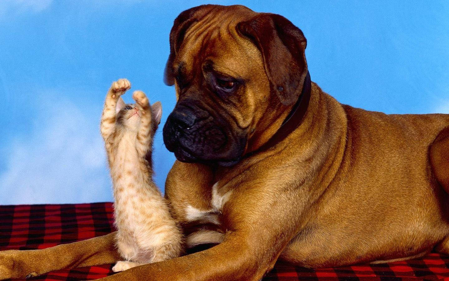 Boxer Dog, brown, red plaid blanket, HD Desktop Wallpaper