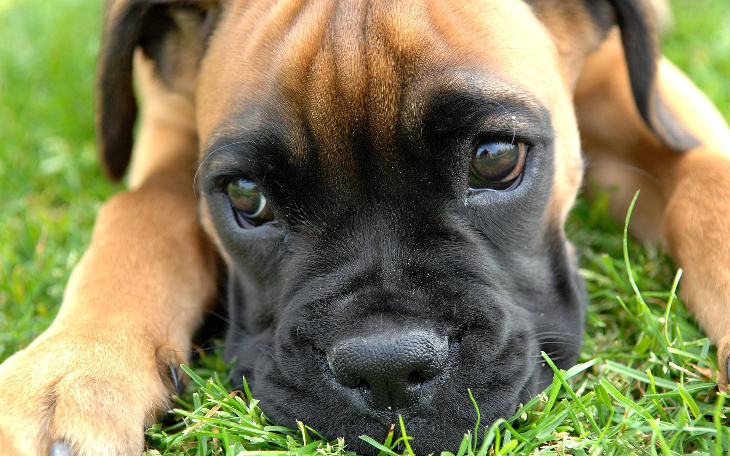 Boxer Dog, fawn and black, puppy, 2K Desktop Wallpaper