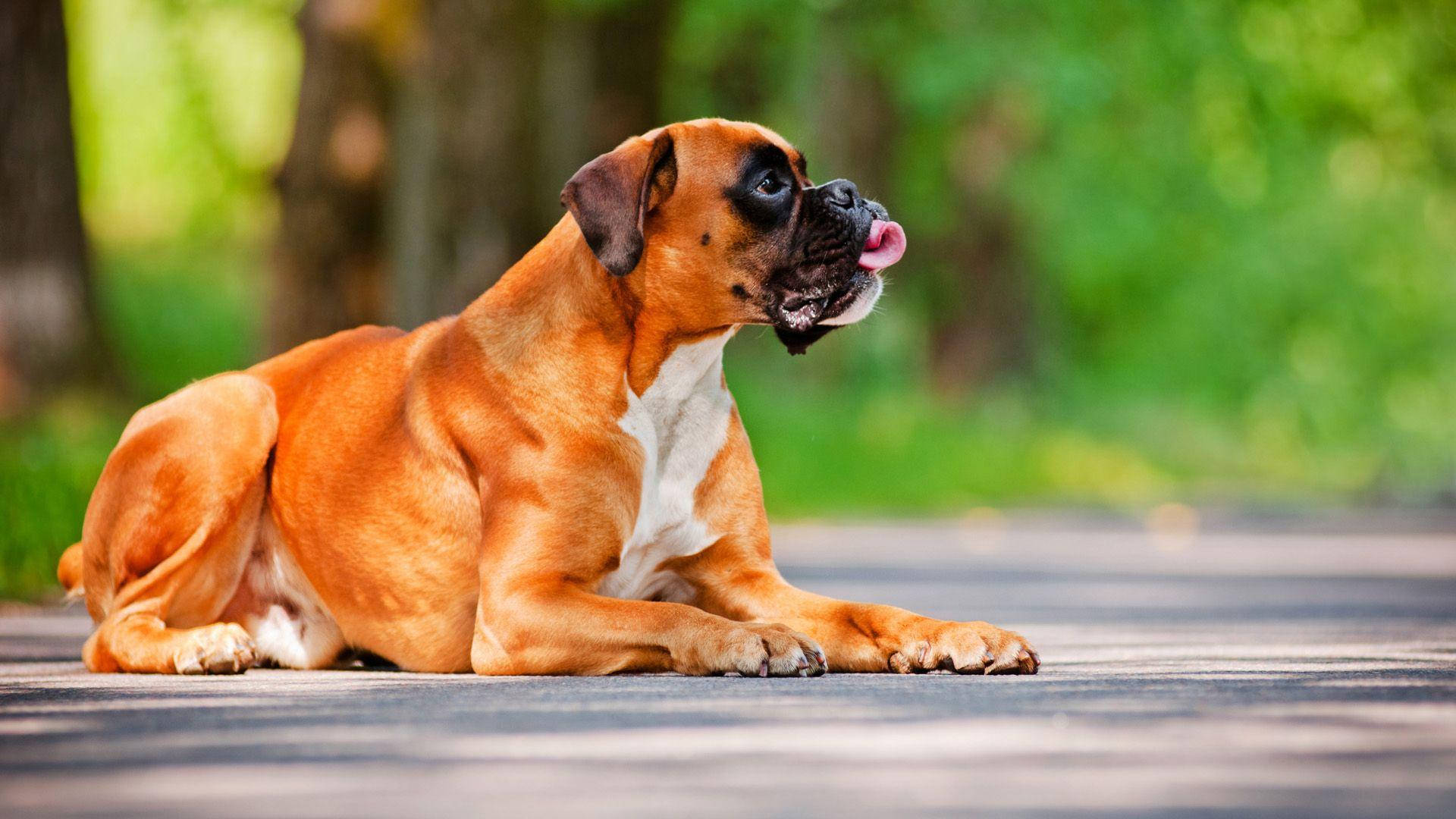 fawn boxer dog, white chest, paved path, Full HD Desktop Wallpaper