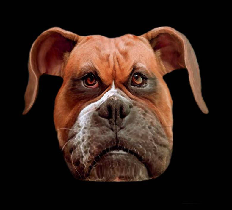 brown boxer dog, white muzzle, soulful eyes, SD Desktop Wallpaper