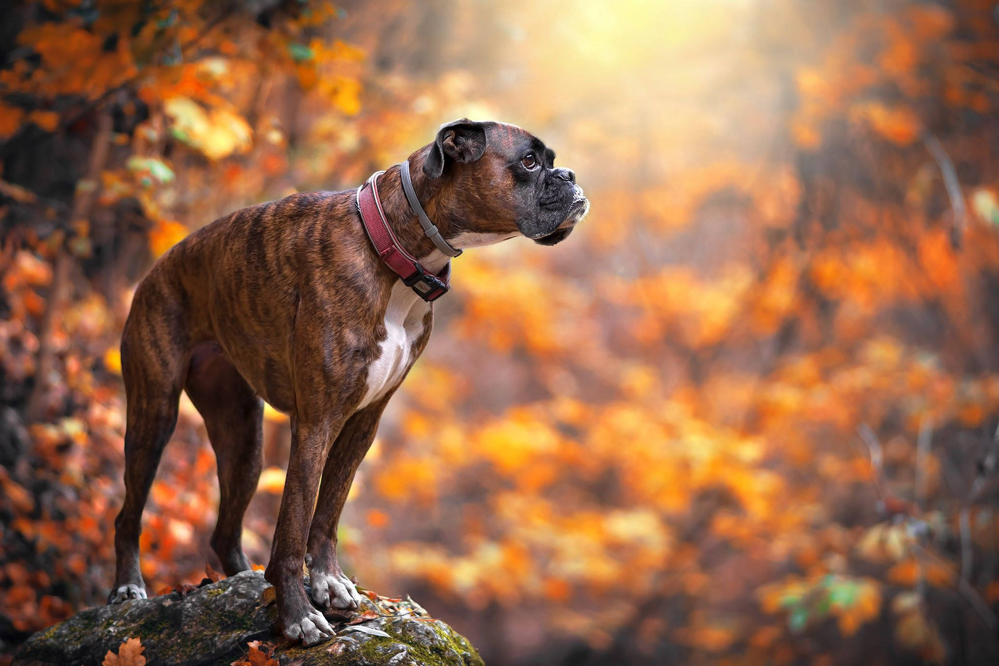 brindle boxer dog, mossy rock, vibrant autumn forest, Full HD Desktop Wallpaper