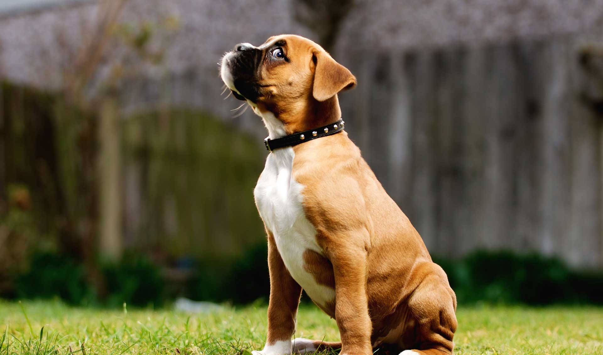 Boxer Dog, brown and white, green grass, Full HD Desktop Wallpaper