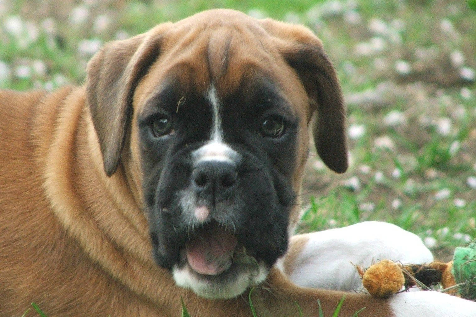 Boxer Dog, brown and black, floppy ears, HD Desktop Wallpaper