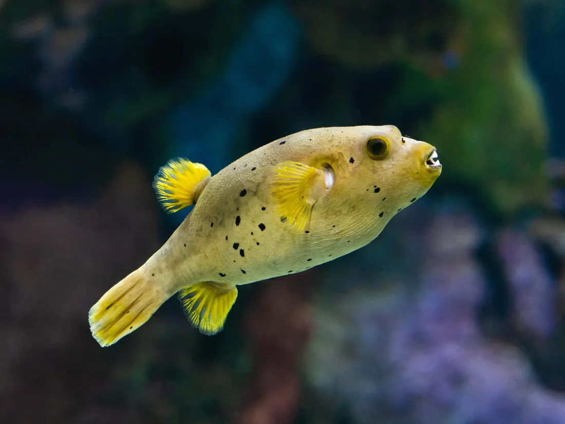 Boxfish