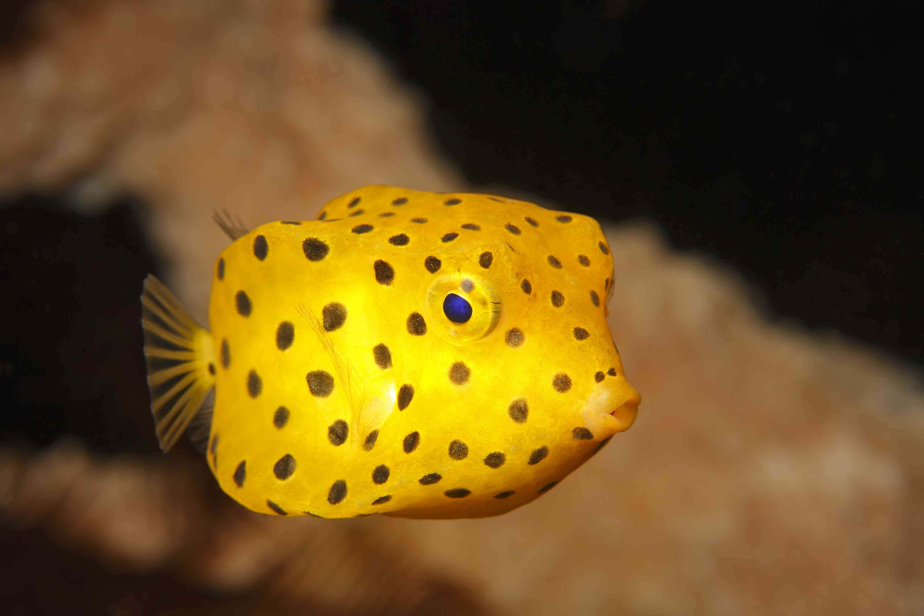 yellow boxfish, black spots, striking blue eye, 4K Desktop Wallpaper