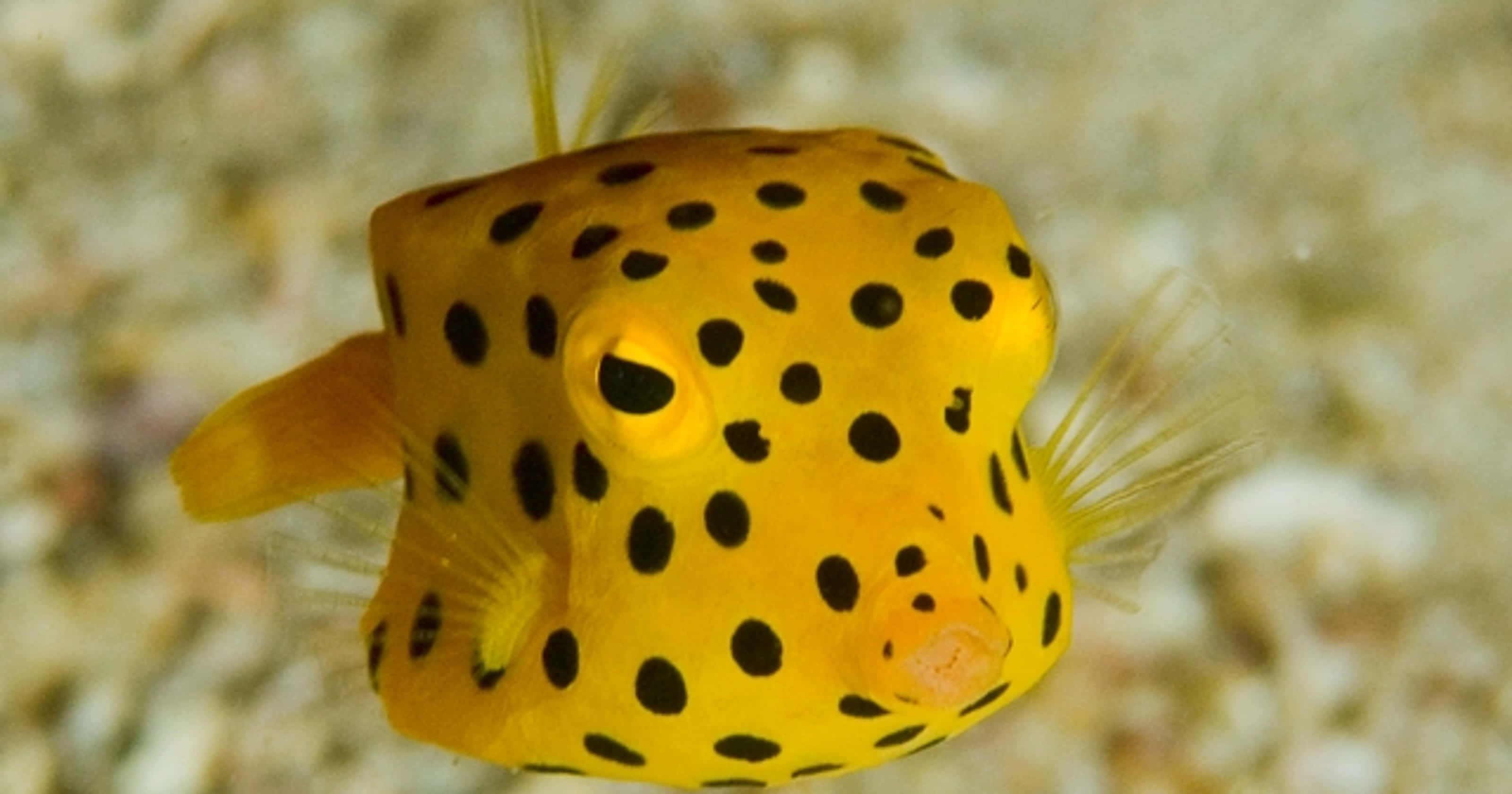 vibrant yellow boxfish, black spots, sandy ocean floor, 2K Desktop Wallpaper