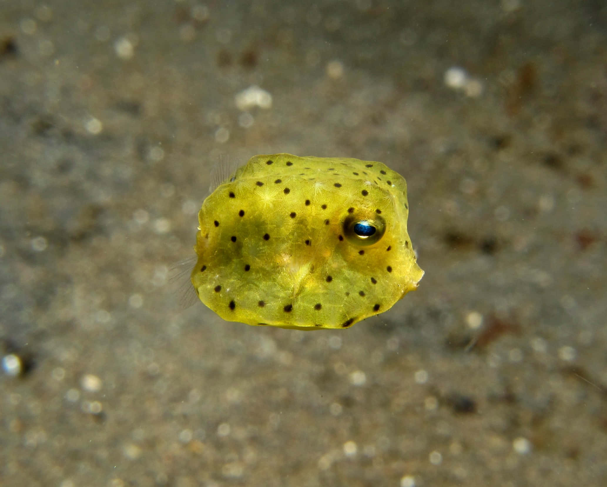 Tropical Boxfish, yellow, black spots, Full HD Desktop Wallpaper
