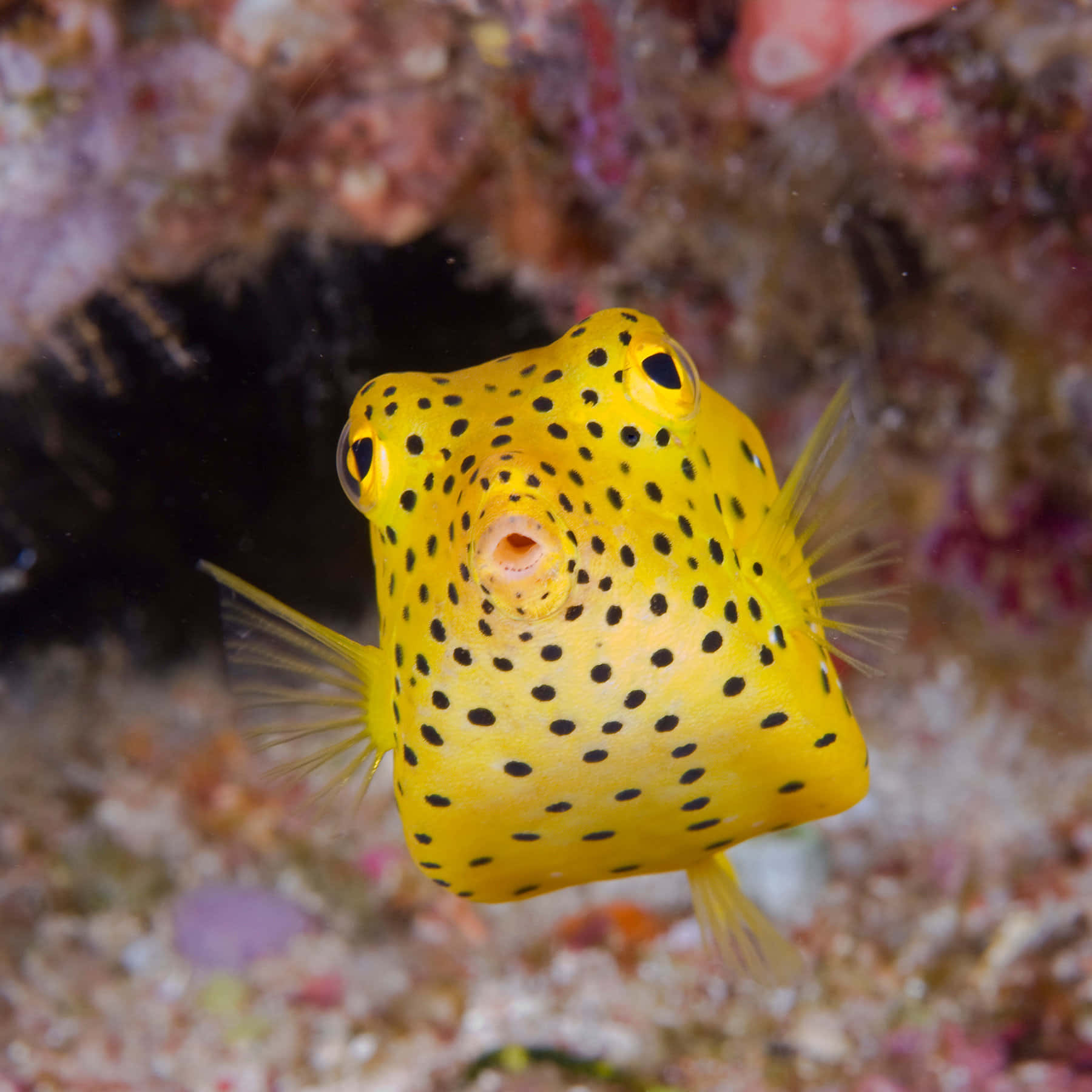 yellow boxfish, black spots, colorful coral reef, HD Desktop Wallpaper