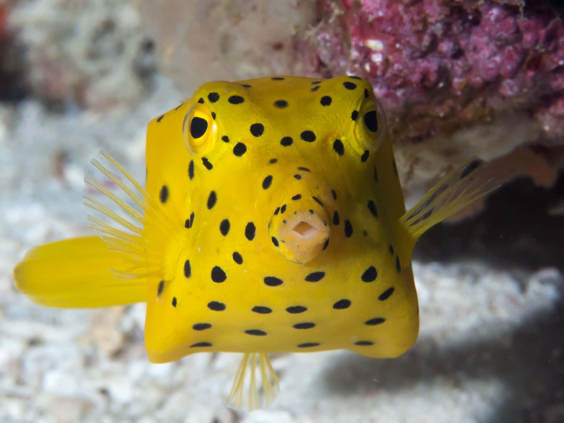 boxfish, vibrant yellow, black spots, HD Desktop Wallpaper