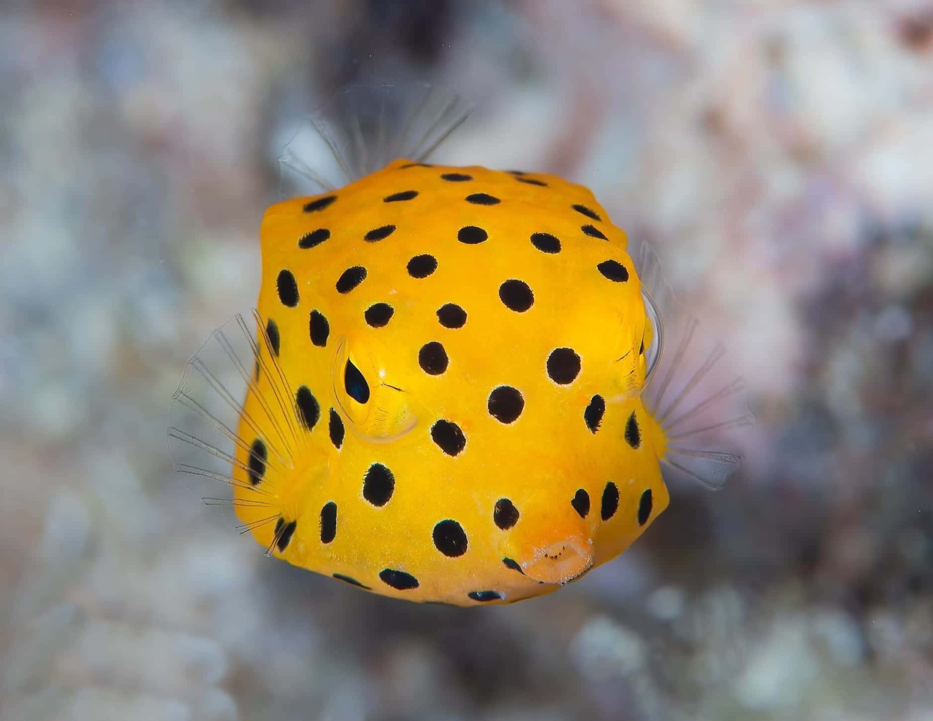 vibrant yellow boxfish, black spots, coral, HD Desktop Wallpaper