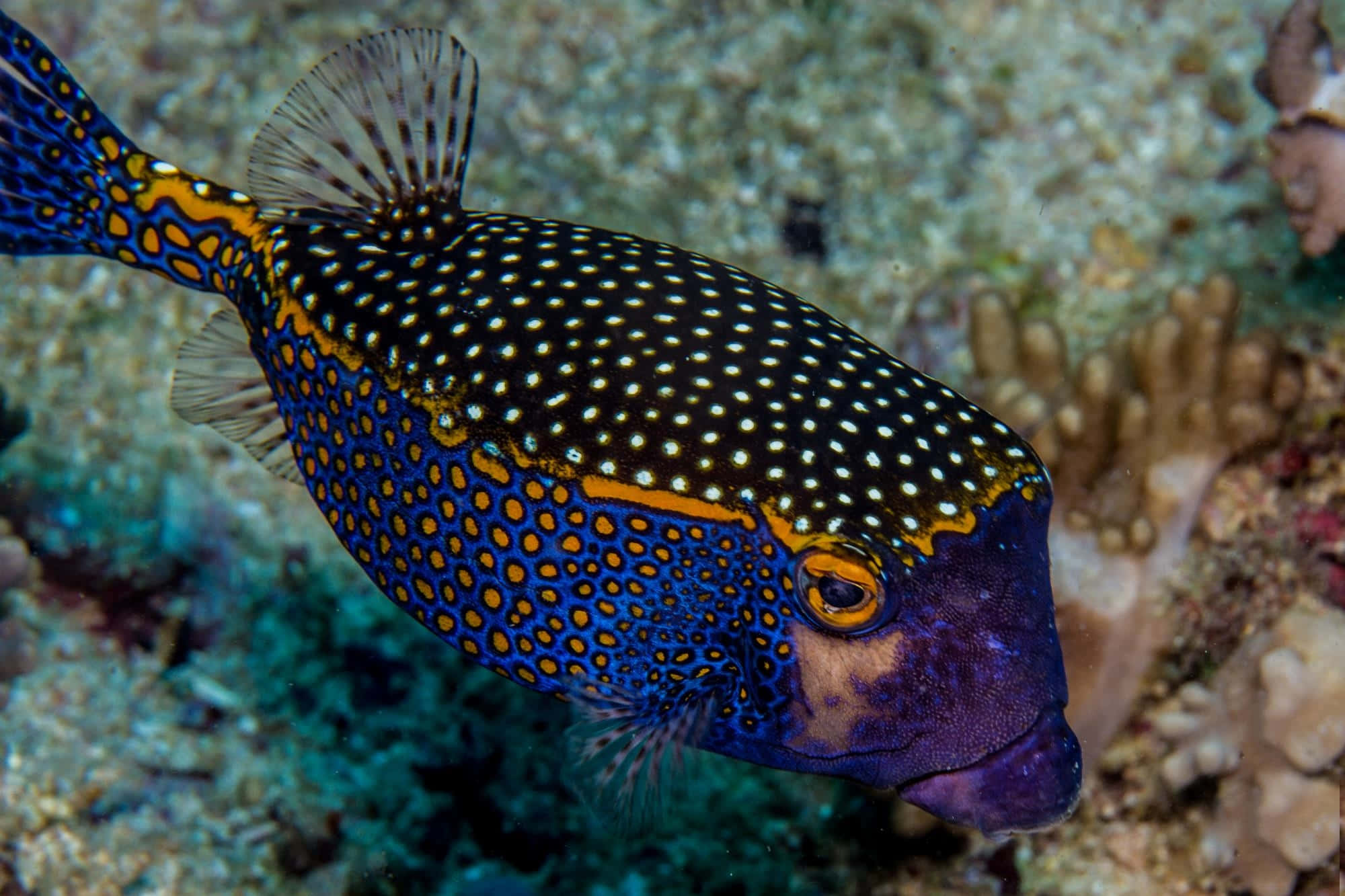 boxfish, blue and orange spotted, colorful coral reef formations, Full HD Desktop Wallpaper
