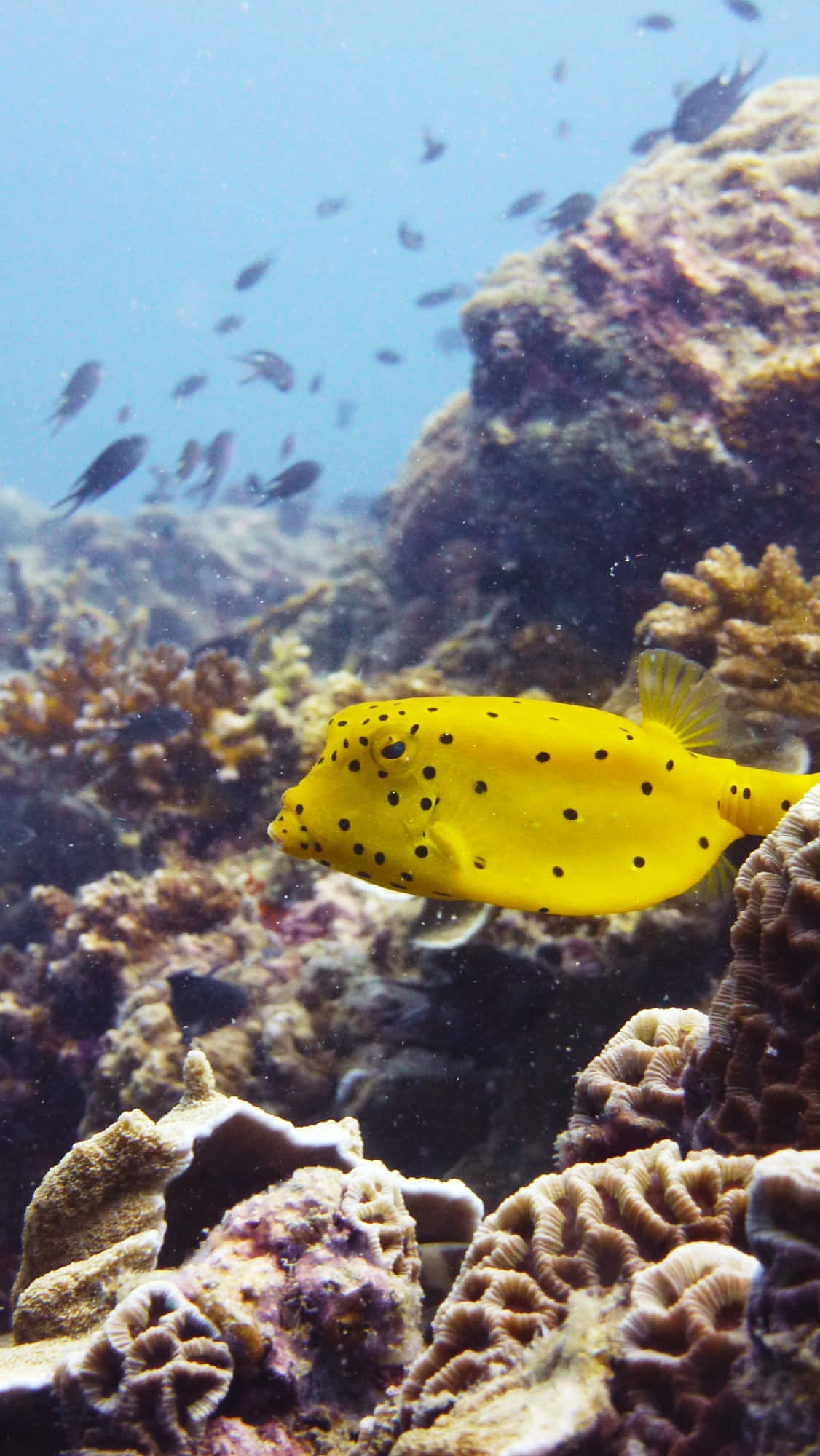 colorful boxfish, deep blue sea, vibrant yellow boxfish, Full HD Phone Wallpaper