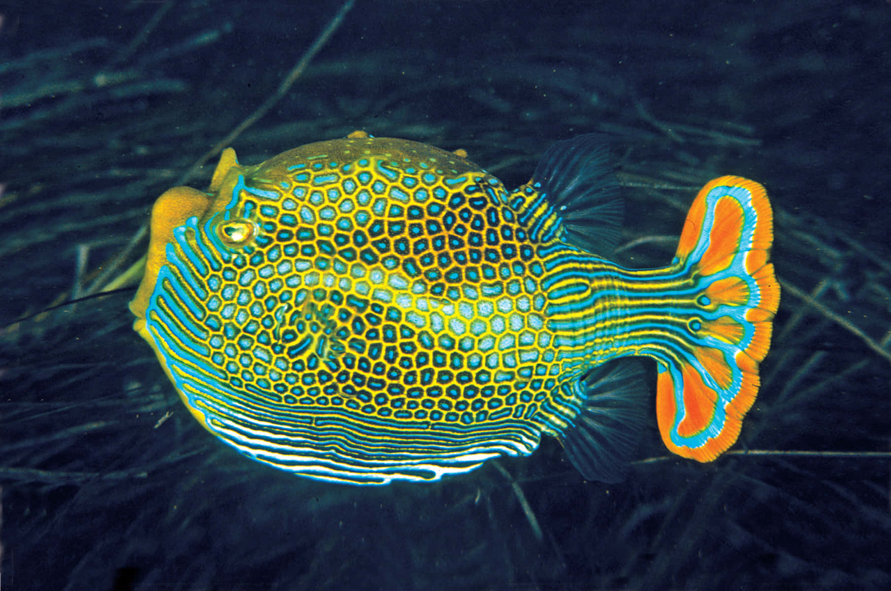 Boxfish, yellow blue and orange patterns, dark underwater grasses, HD Desktop Wallpaper