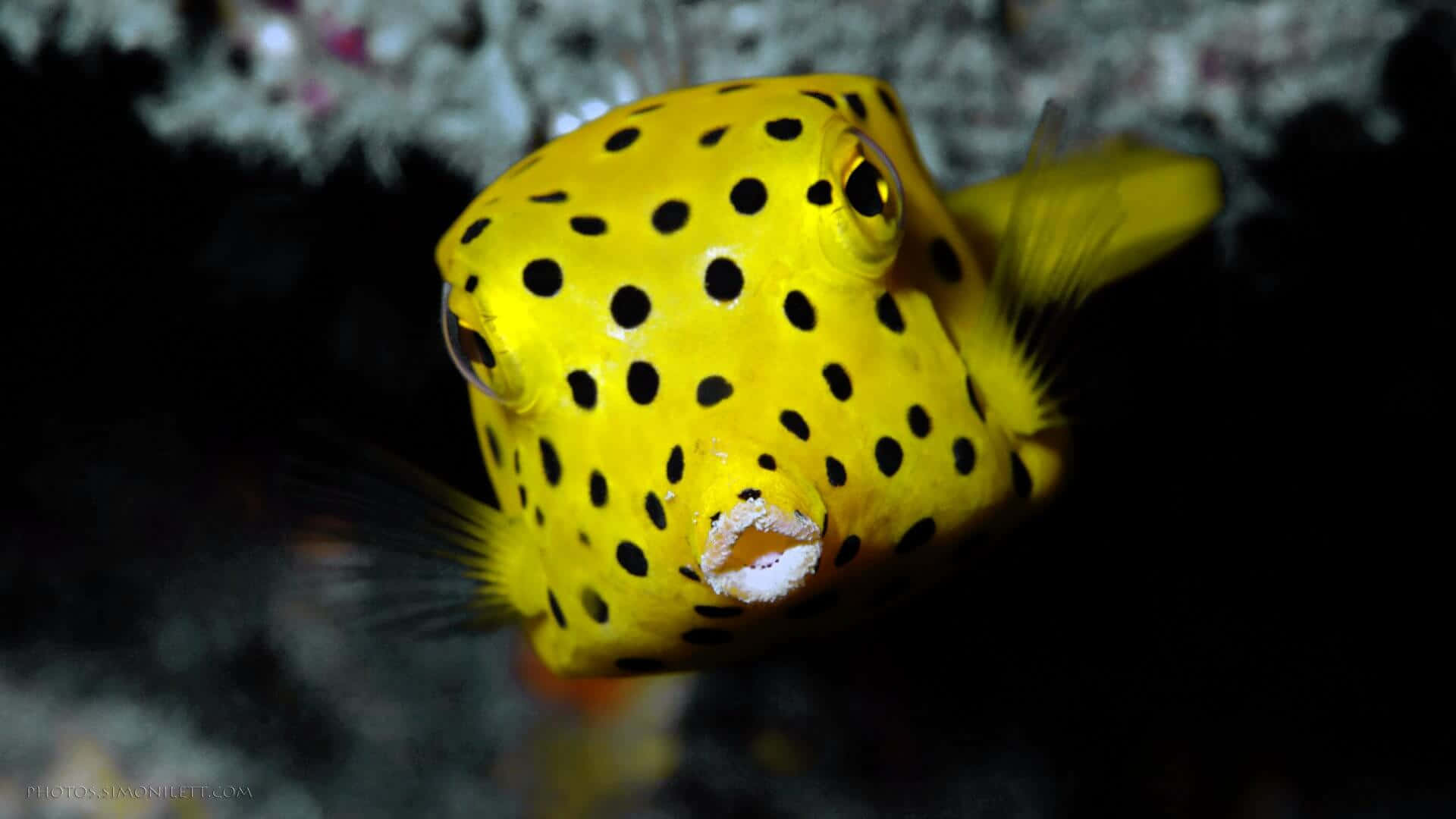 yellow boxfish, black spots, dark coral reef, Full HD Desktop Wallpaper