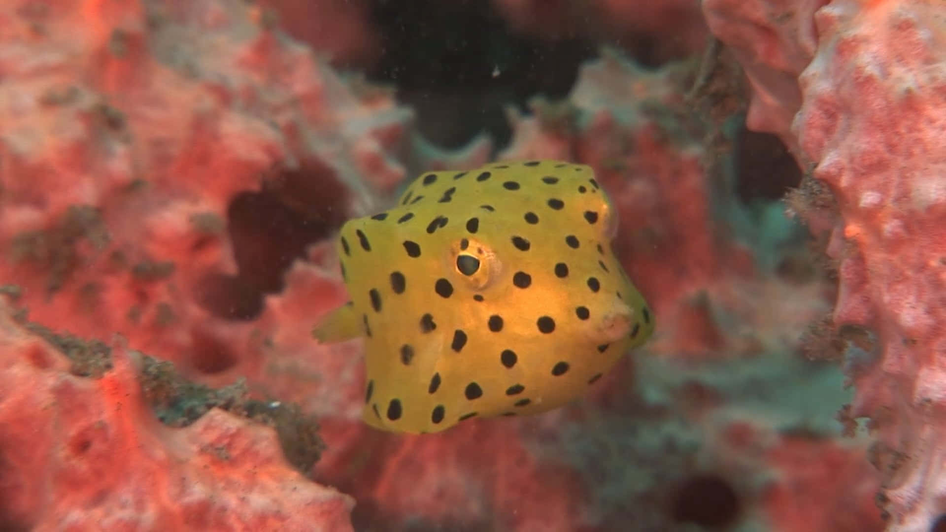 yellow boxfish, black spots, vibrant red coral, Full HD Desktop Wallpaper
