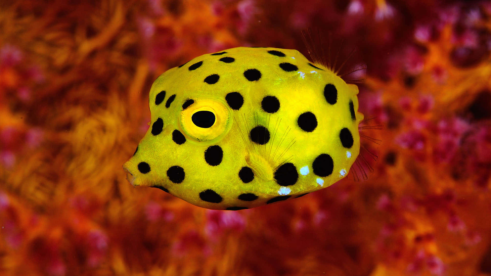 yellow boxfish, black spots, colorful coral, Full HD Desktop Wallpaper