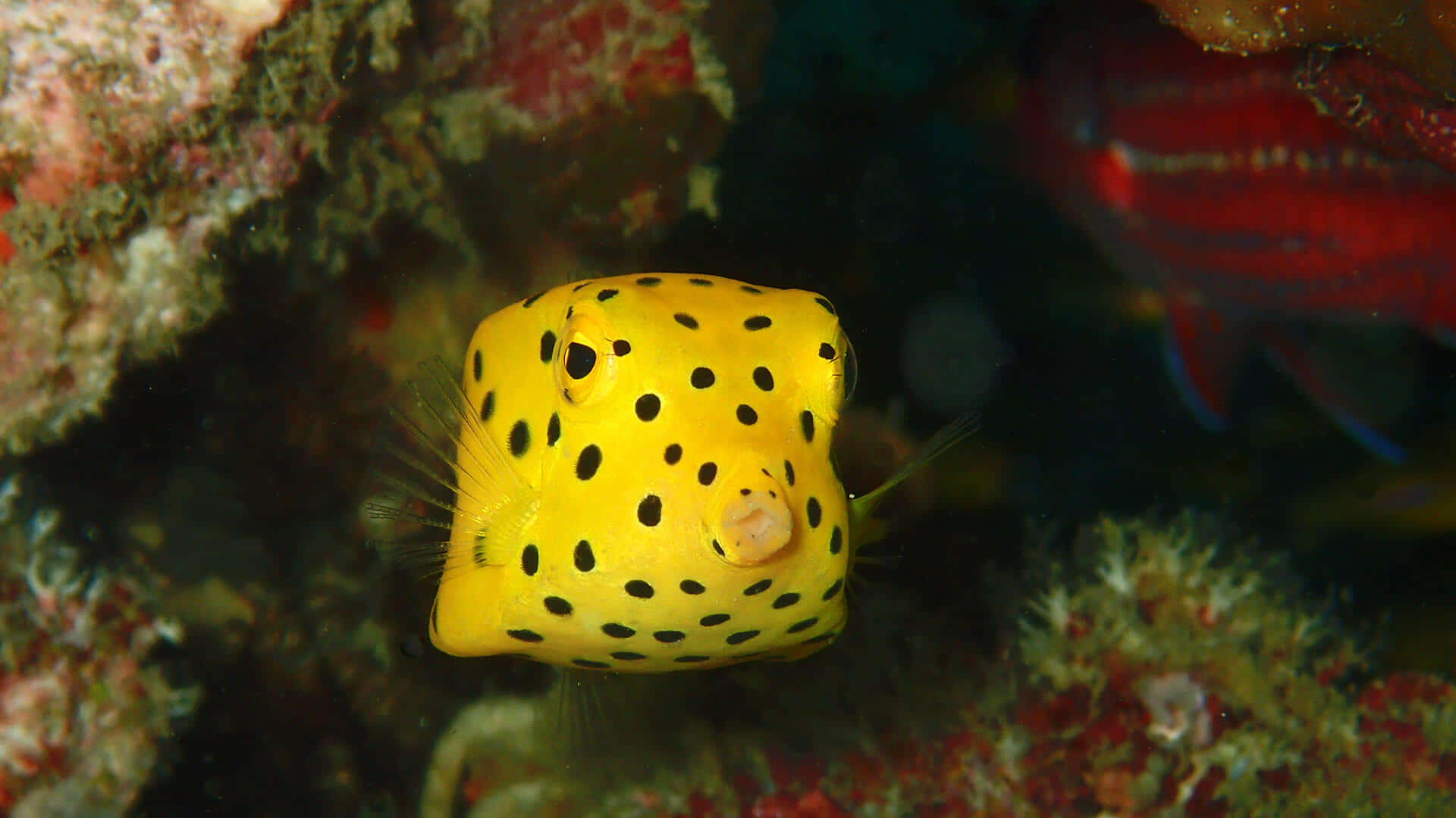 yellow boxfish, black spots, colorful coral, Full HD Desktop Wallpaper