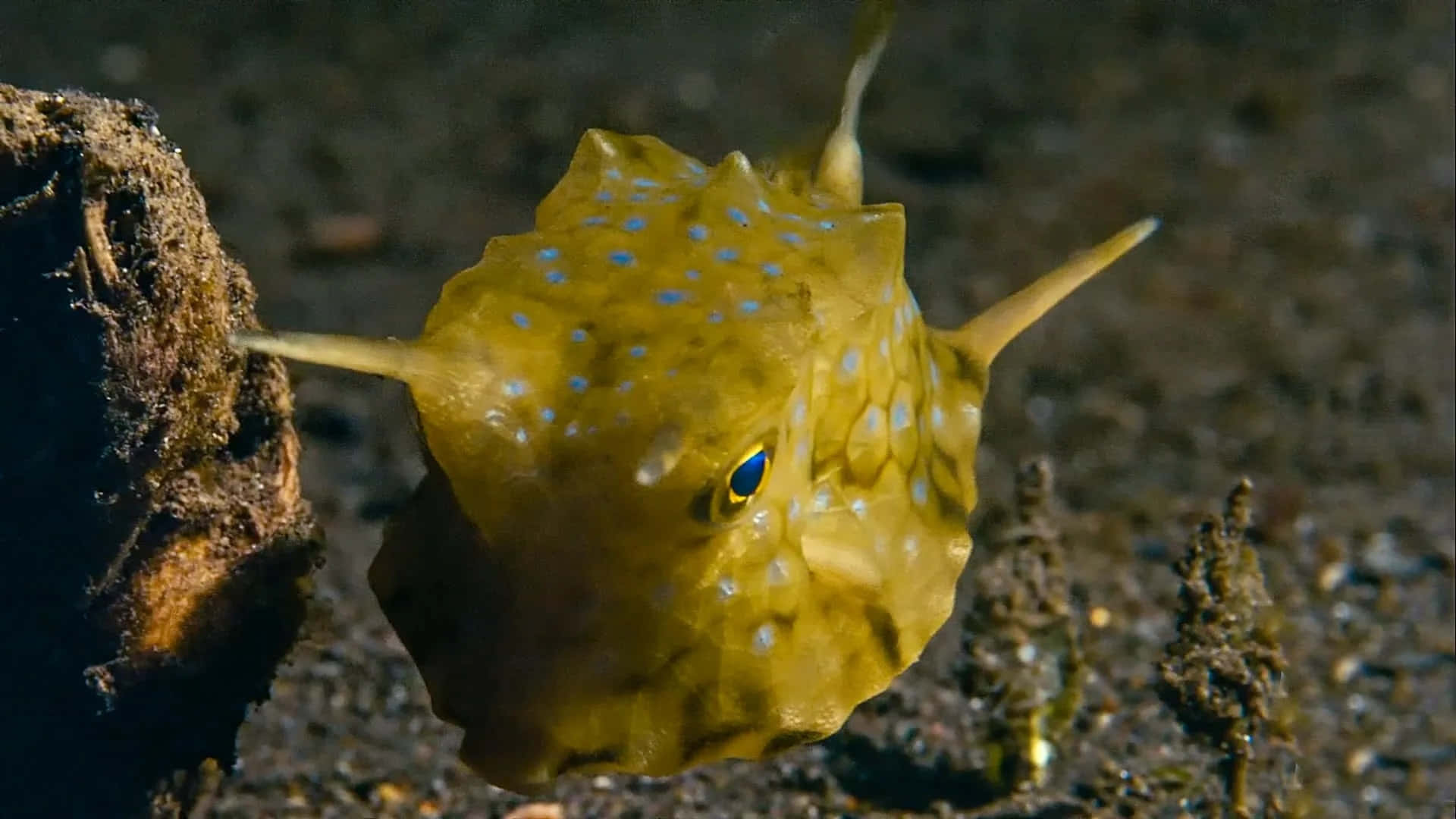 yellow boxfish, blue spots, spiky protrusions, Full HD Desktop Wallpaper