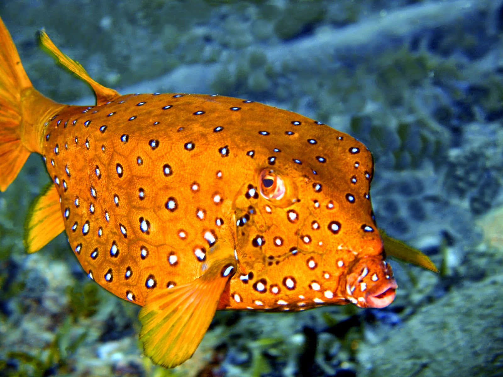 Boxfish, coral reef, clear blue water, HD Desktop Wallpaper